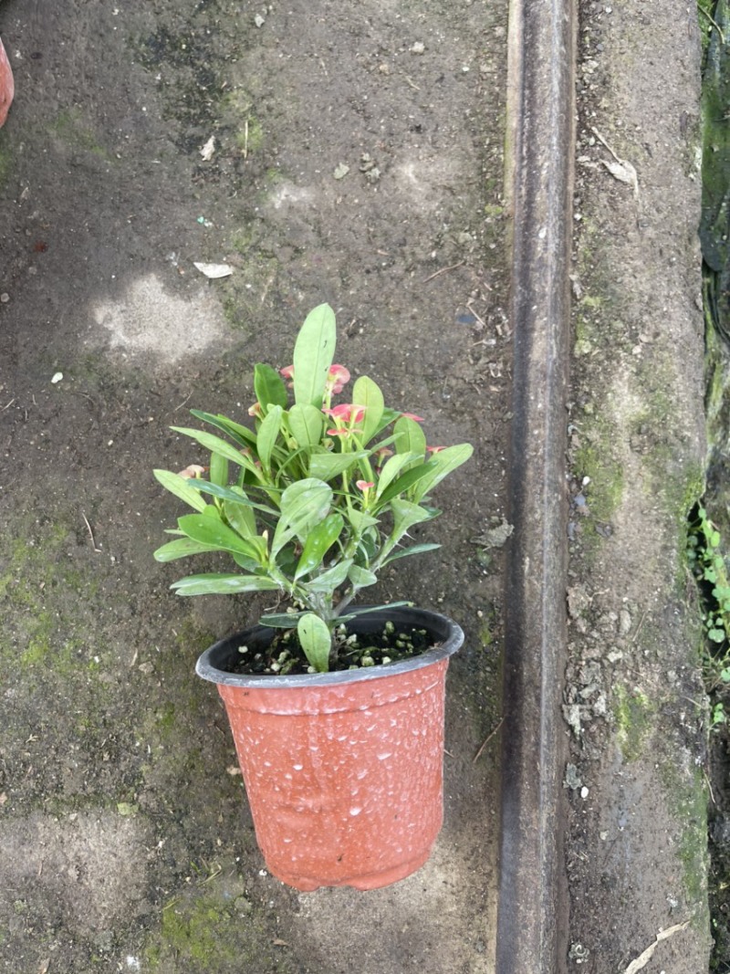虎刺梅，麒麟花，铁海棠，开花植物，全年开花