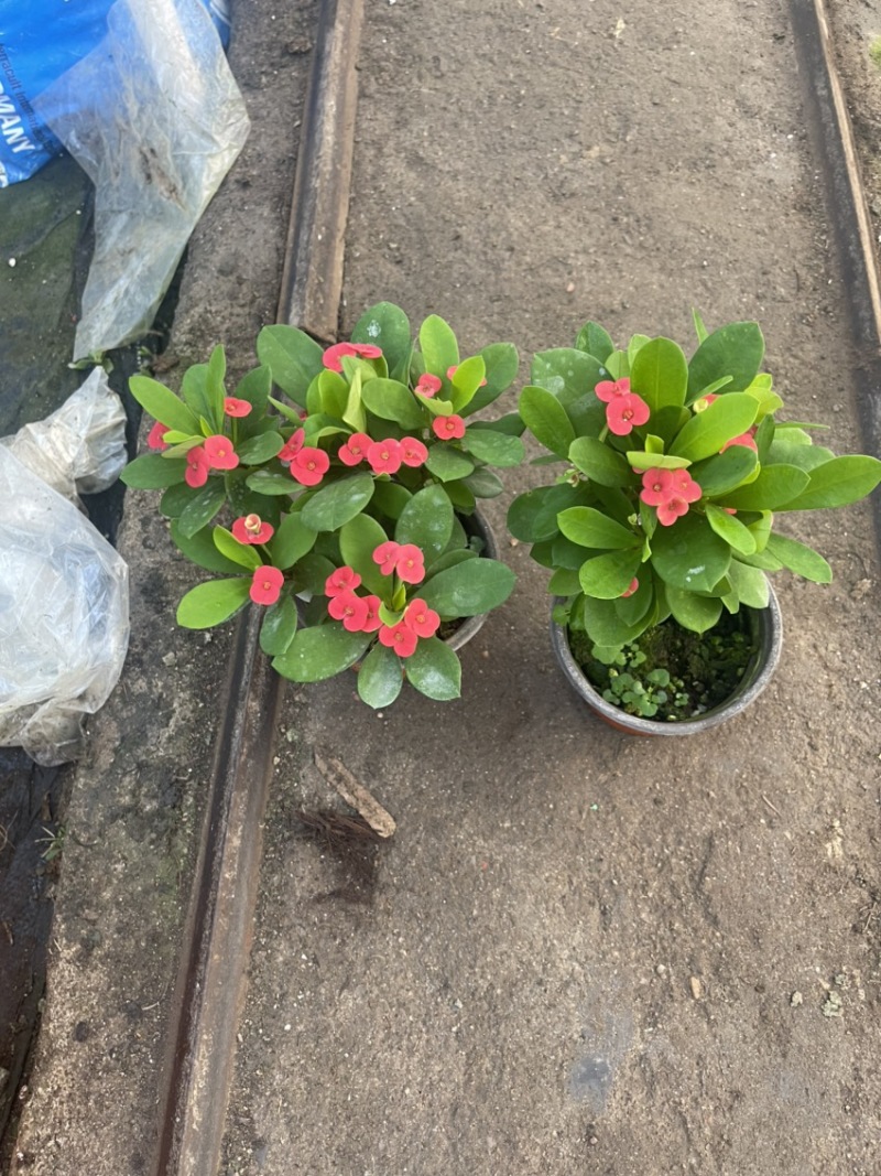 虎刺梅，麒麟花，铁海棠，开花植物，全年开花