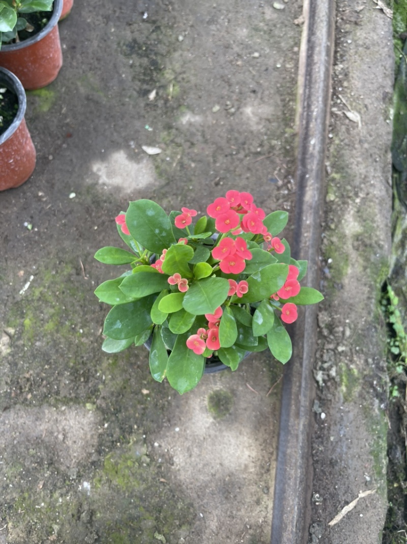 虎刺梅，麒麟花，铁海棠，开花植物，全年开花