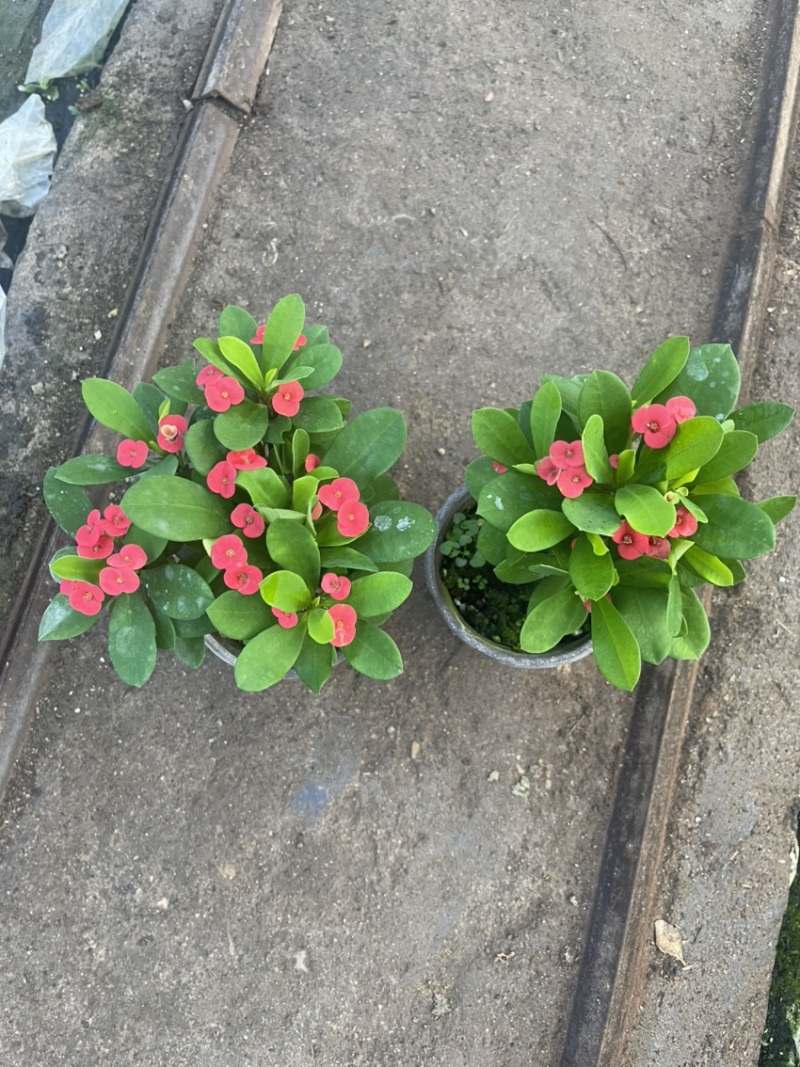 虎刺梅，麒麟花，铁海棠，开花植物，全年开花