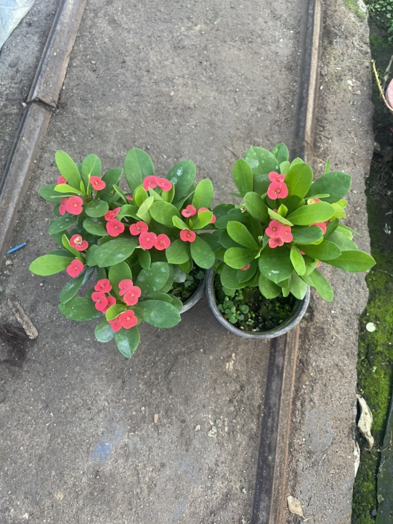 虎刺梅，麒麟花，铁海棠，开花植物，全年开花