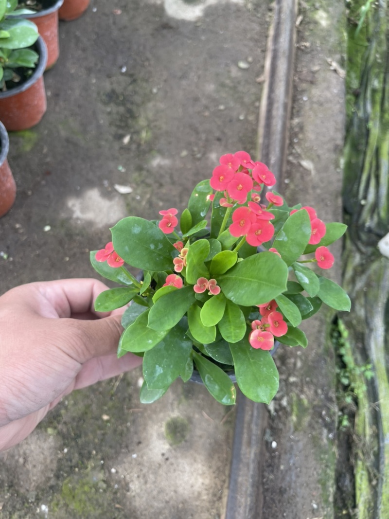 虎刺梅，麒麟花，铁海棠，开花植物，全年开花