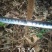 元宝枫造林定植苗木量大自家埔地
