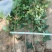 元宝枫造林定植苗木量大自家埔地