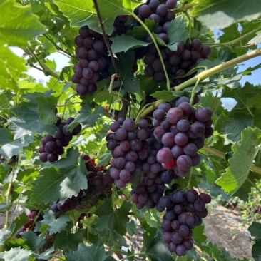 宁夏银川西夏区百亩葡萄园开园了🍇现熟品种乍娜