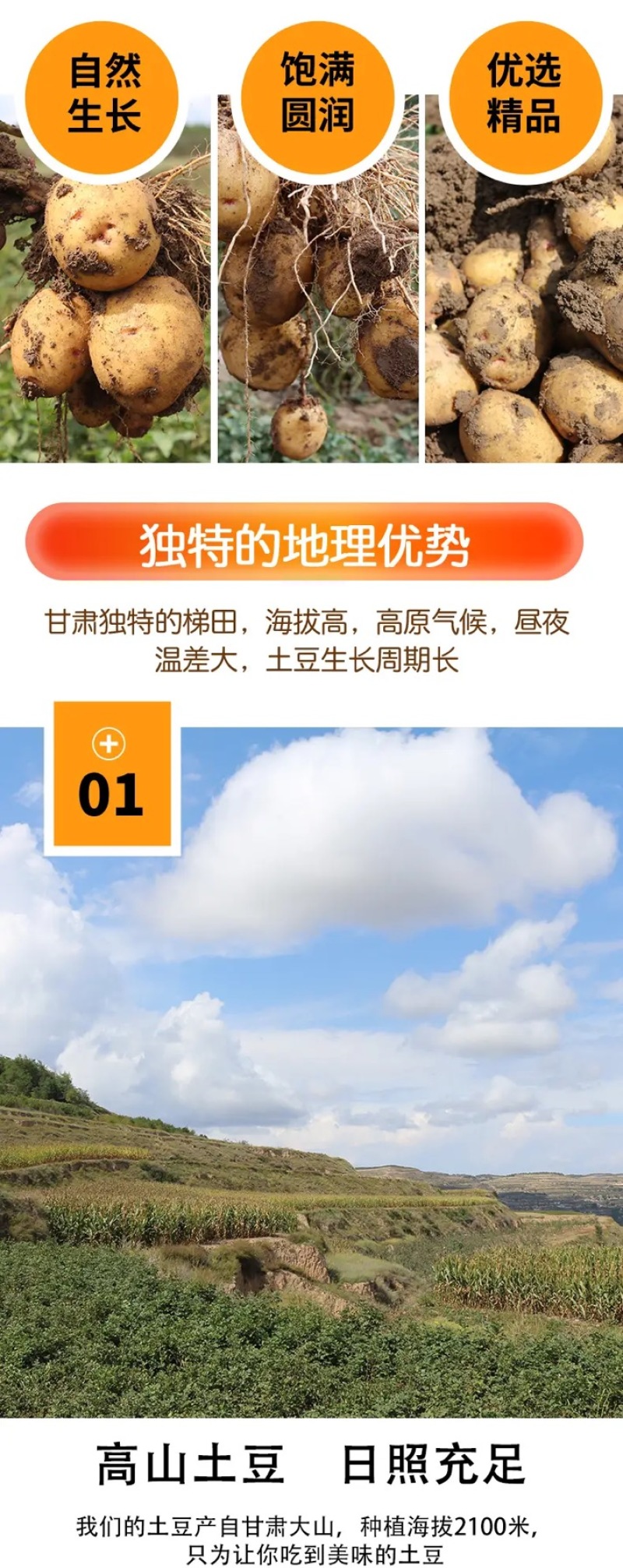 【实力商家】甘肃土豆、定西土豆.精选土豆.土豆大量上市