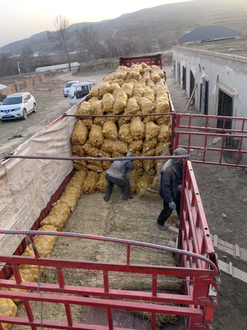 【实力商家】甘肃土豆、定西土豆.精选土豆.土豆大量上市