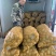 【实力商家】甘肃土豆、定西土豆.精选土豆.土豆大量上市