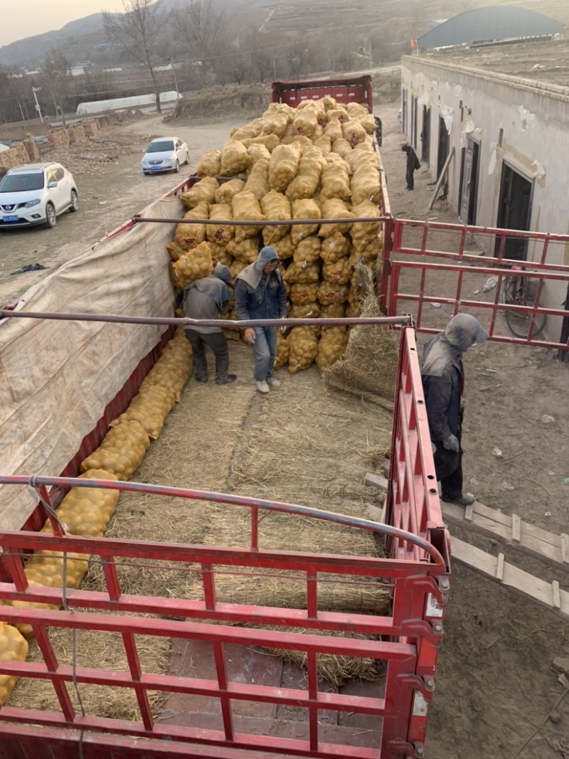 【实力商家】甘肃土豆、定西土豆.精选土豆.土豆大量上市