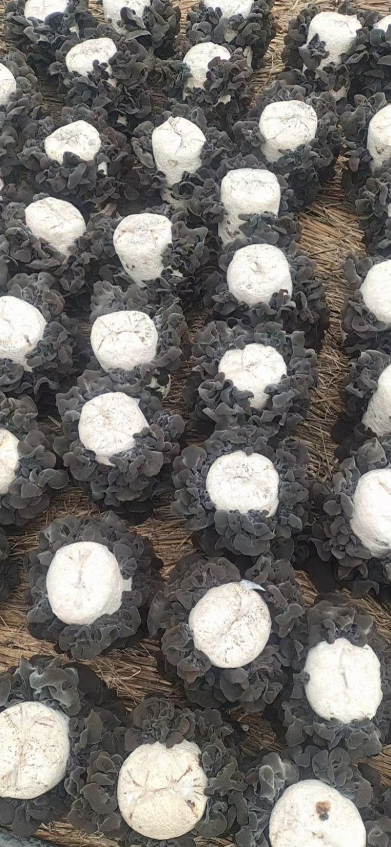 黑木耳，一件起发