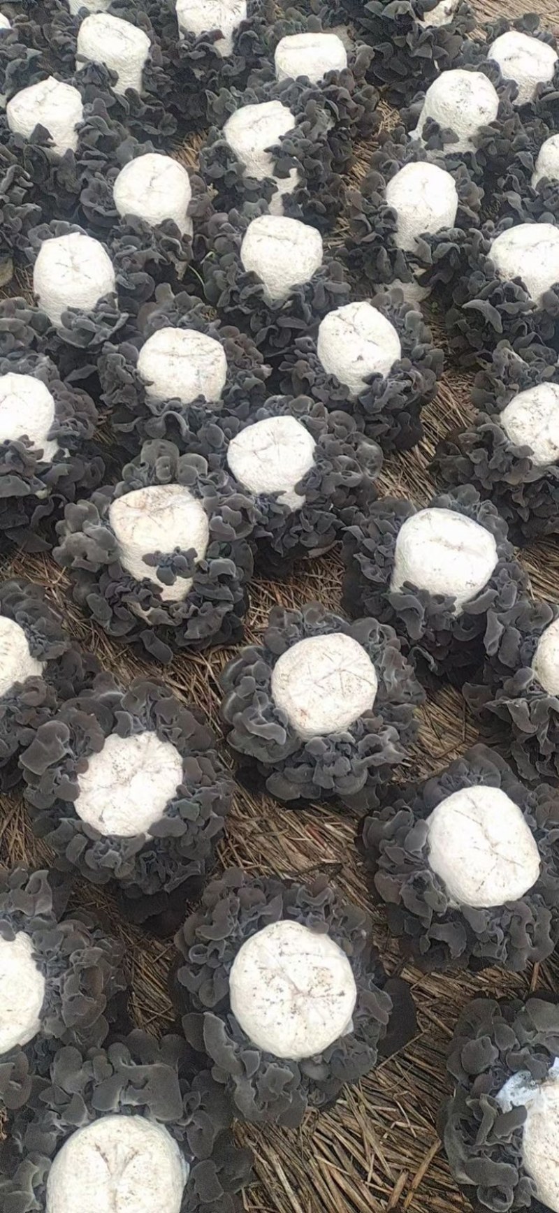 黑木耳，一件起发