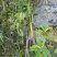 红根野蚕豆根