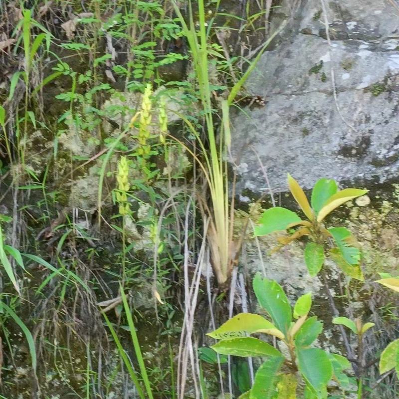 红根野蚕豆根