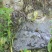 红根野蚕豆根