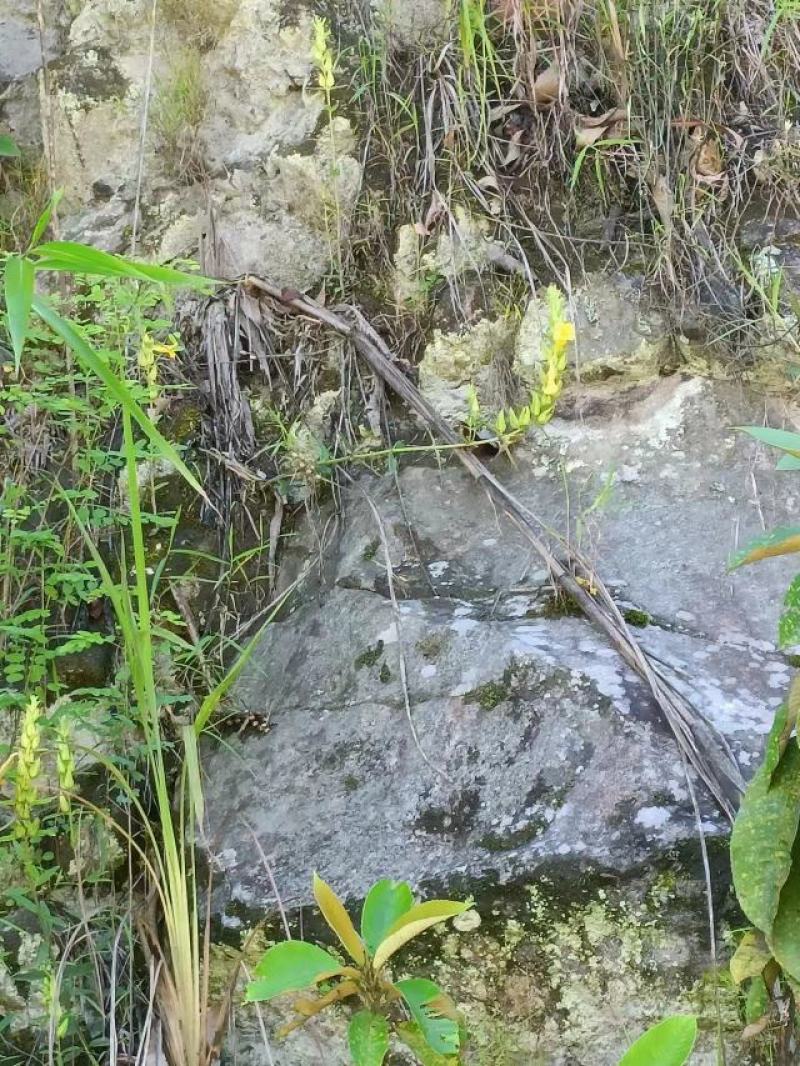 红根野蚕豆根