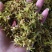 浙江雁荡山新鲜铁皮石斛花现采现发1斤包邮