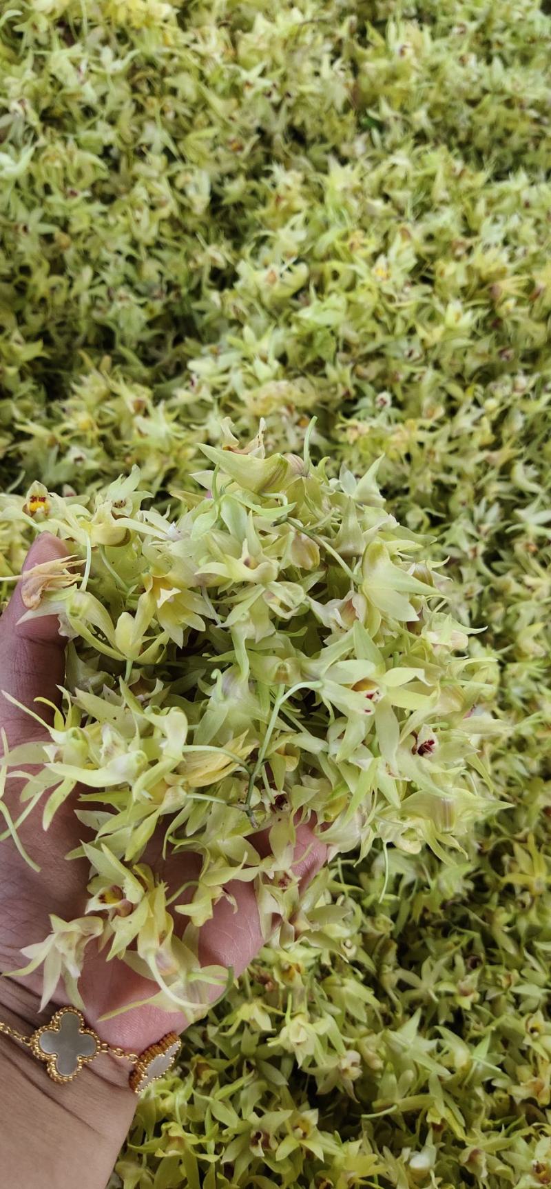 浙江雁荡山新鲜铁皮石斛花现采现发1斤包邮
