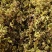 浙江雁荡山新鲜铁皮石斛花现采现发1斤包邮