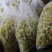 浙江雁荡山新鲜铁皮石斛花现采现发1斤包邮