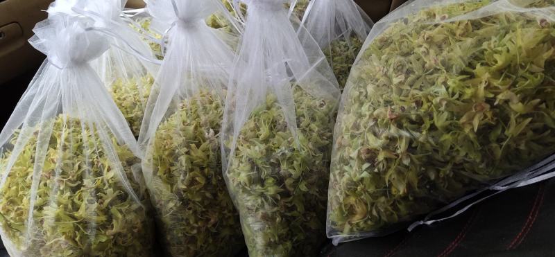 浙江雁荡山新鲜铁皮石斛花现采现发1斤包邮