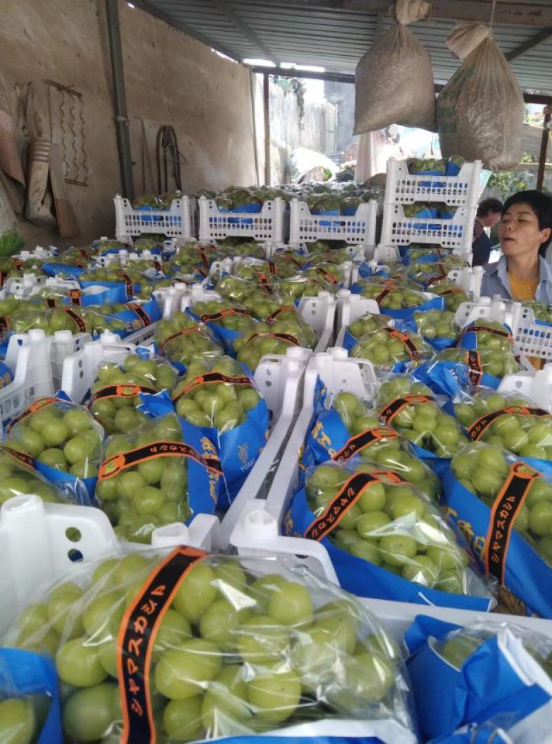 安徽砀山阳光玫瑰，大量上市，产地直供，货源充足，欢迎前来