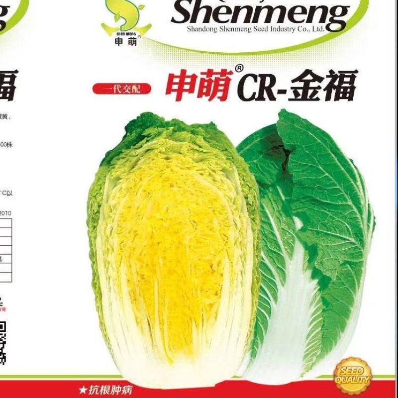 CR金福黄芯大白菜种子10克，抗病耐抽苔，6斤左右