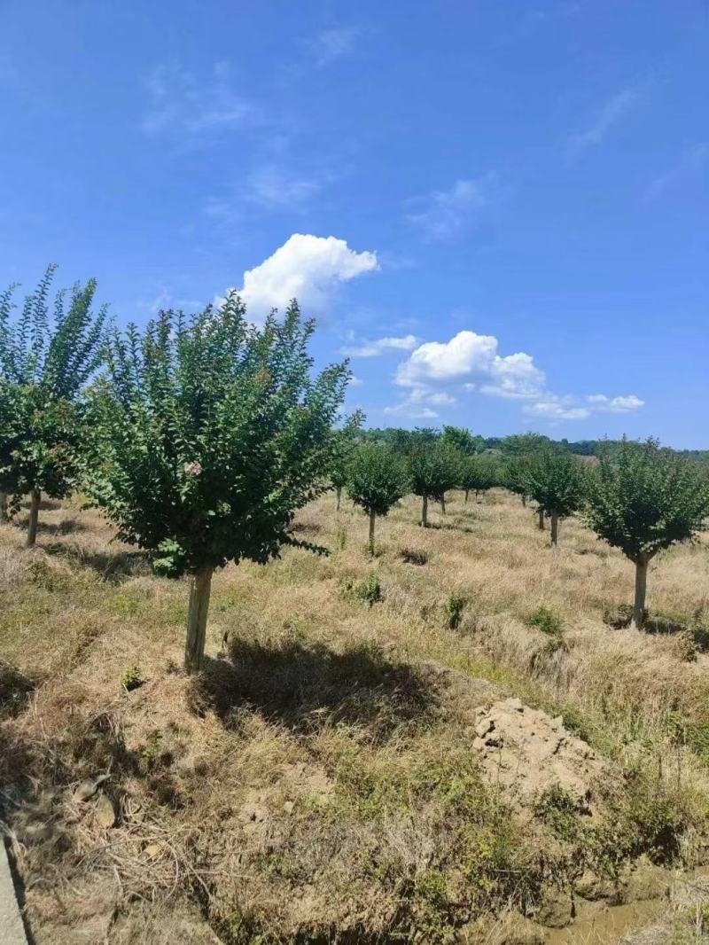 出售截杆冒2年的占地紫薇2700棵，需要的联系