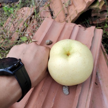 黄金梨纸加膜想要直接打电话***********