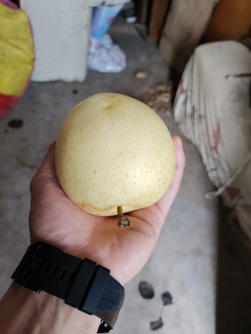 黄金梨纸加膜想要直接打电话***********