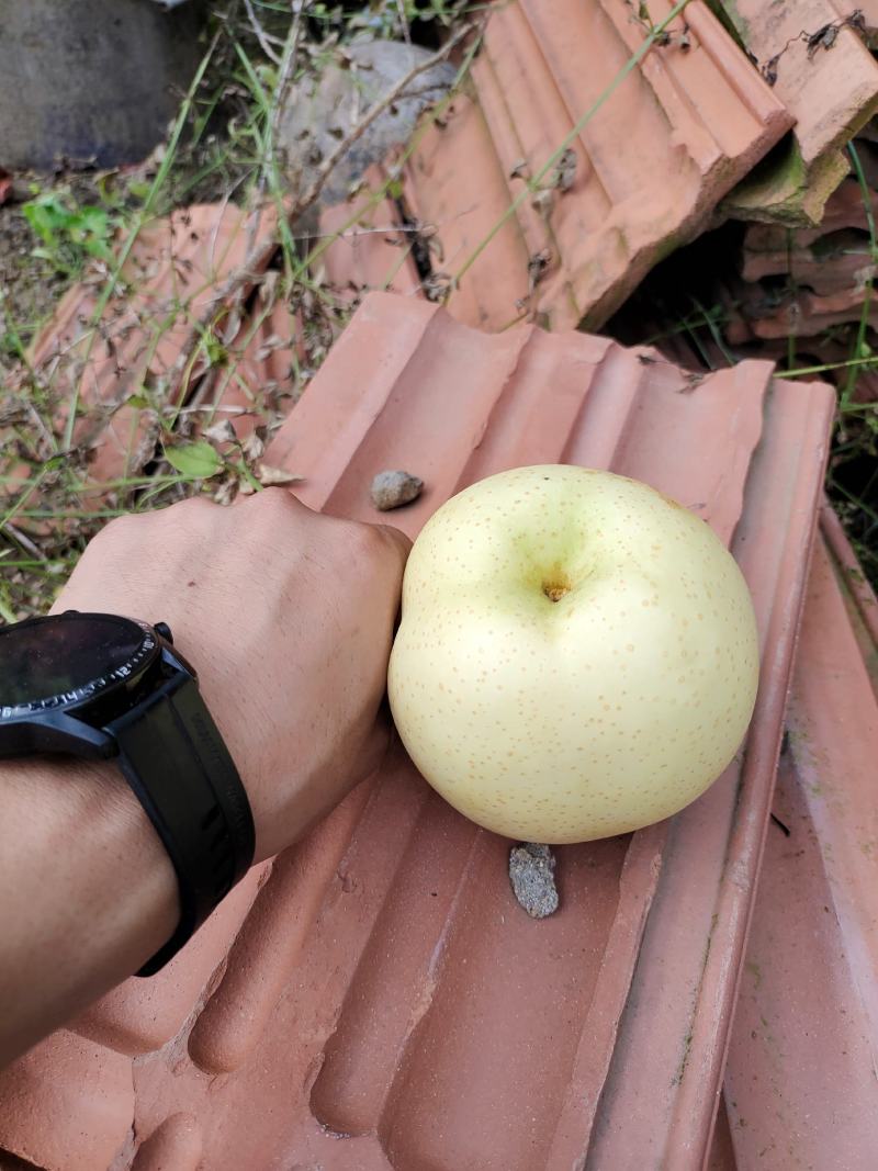 黄金梨纸加膜想要直接打电话***********