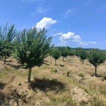 出售截杆冒2年的占地紫薇2700棵，需要的联系