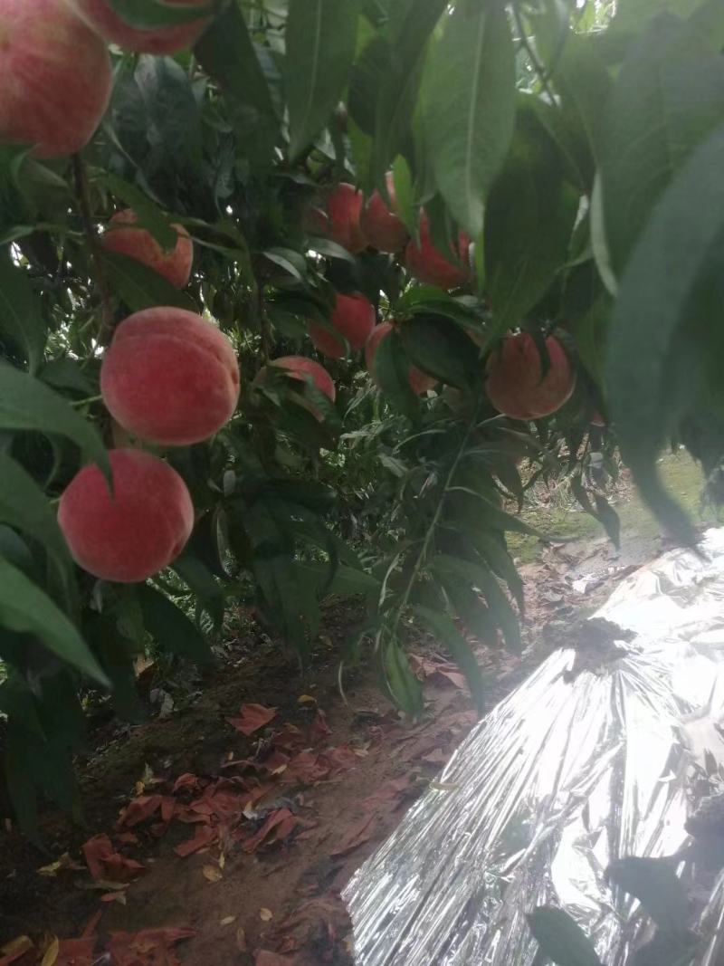 【严选】唐山毛桃大量供货中品种齐全品质优良价格优惠