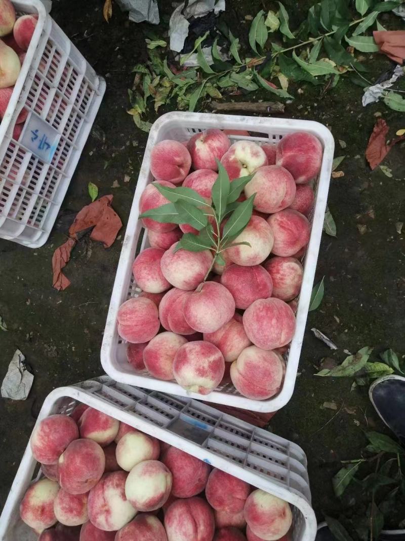 【严选】唐山毛桃大量供货中品种齐全品质优良价格优惠