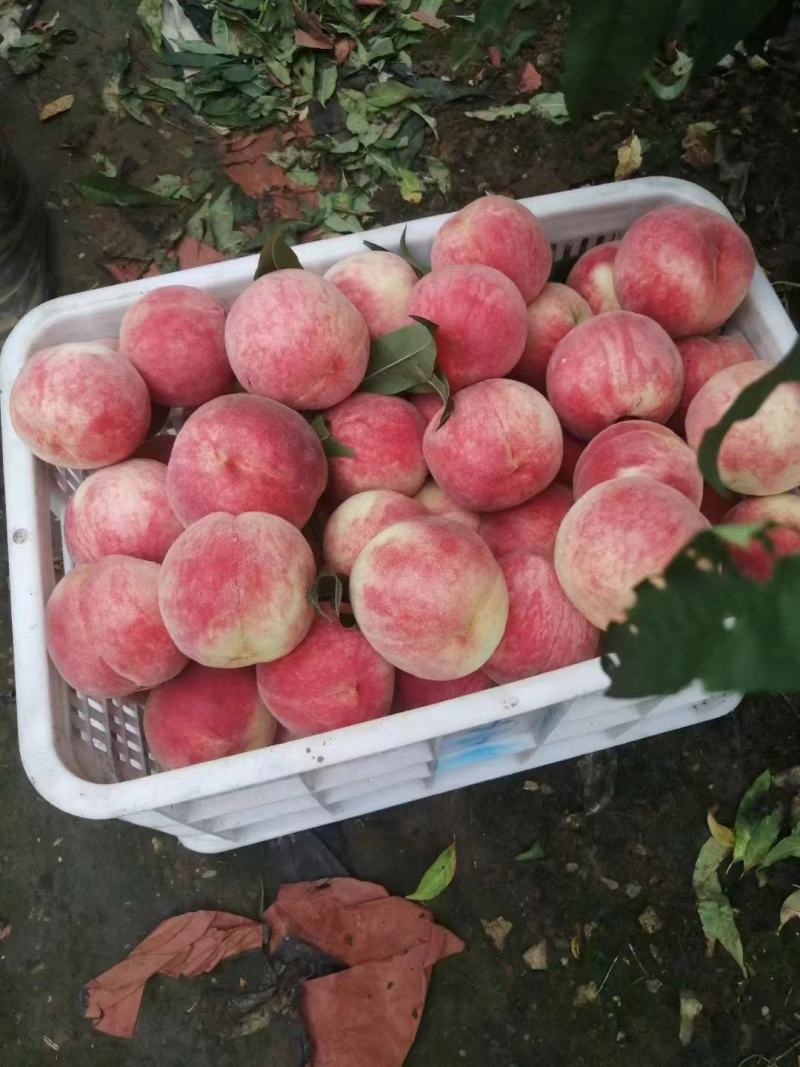 【严选】唐山毛桃大量供货中品种齐全品质优良价格优惠
