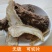 中药材岷县当归头包邮特级优质无硫中大当归头农家自产当归