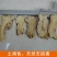 中药材岷县当归头包邮特级优质无硫中大当归头农家自产当归
