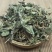 薄荷新货欢迎选购各种中药材养生花茶批发地道药材