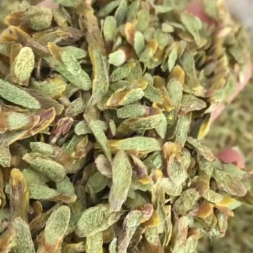 新货浙江品种铁皮石斛(切片)大胶质丰富散装长年批发