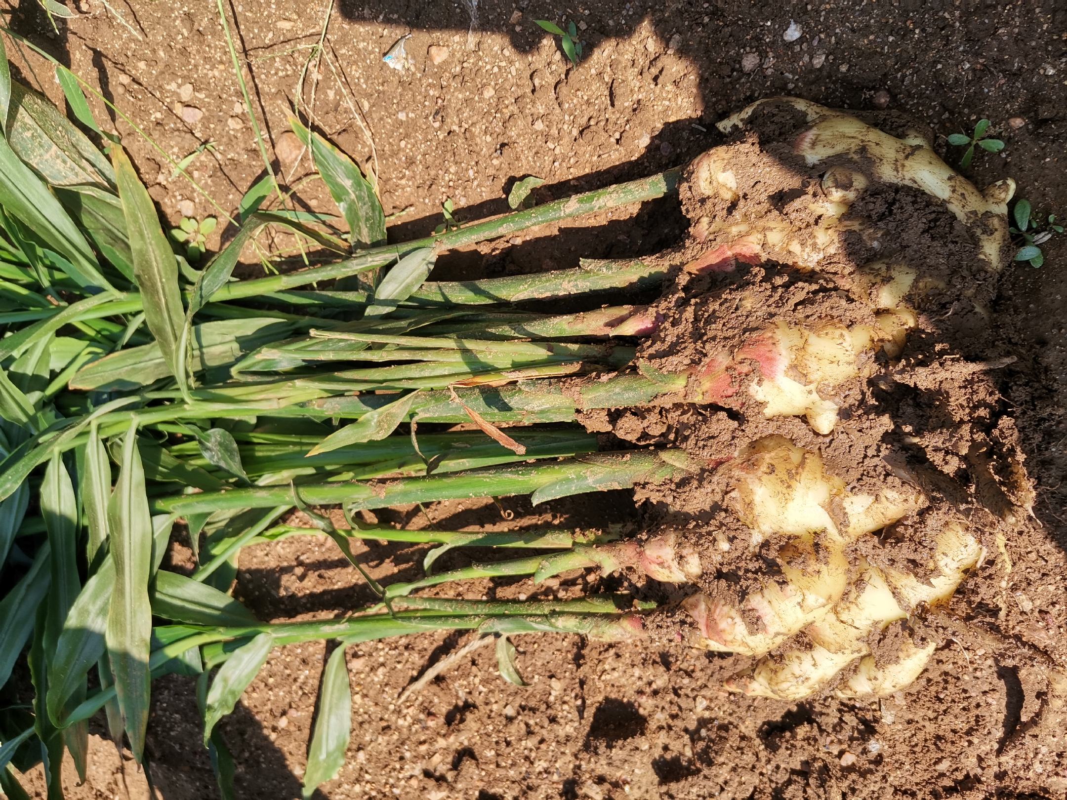 图中展示了一株完整的生姜植株,绿色叶片从土壤中生长出来,下方是被挖开的土壤,露出生姜的地下块茎部分,清晰展示了生姜是长在地上的植物但块茎埋在土里 生姜的植株与地下块茎