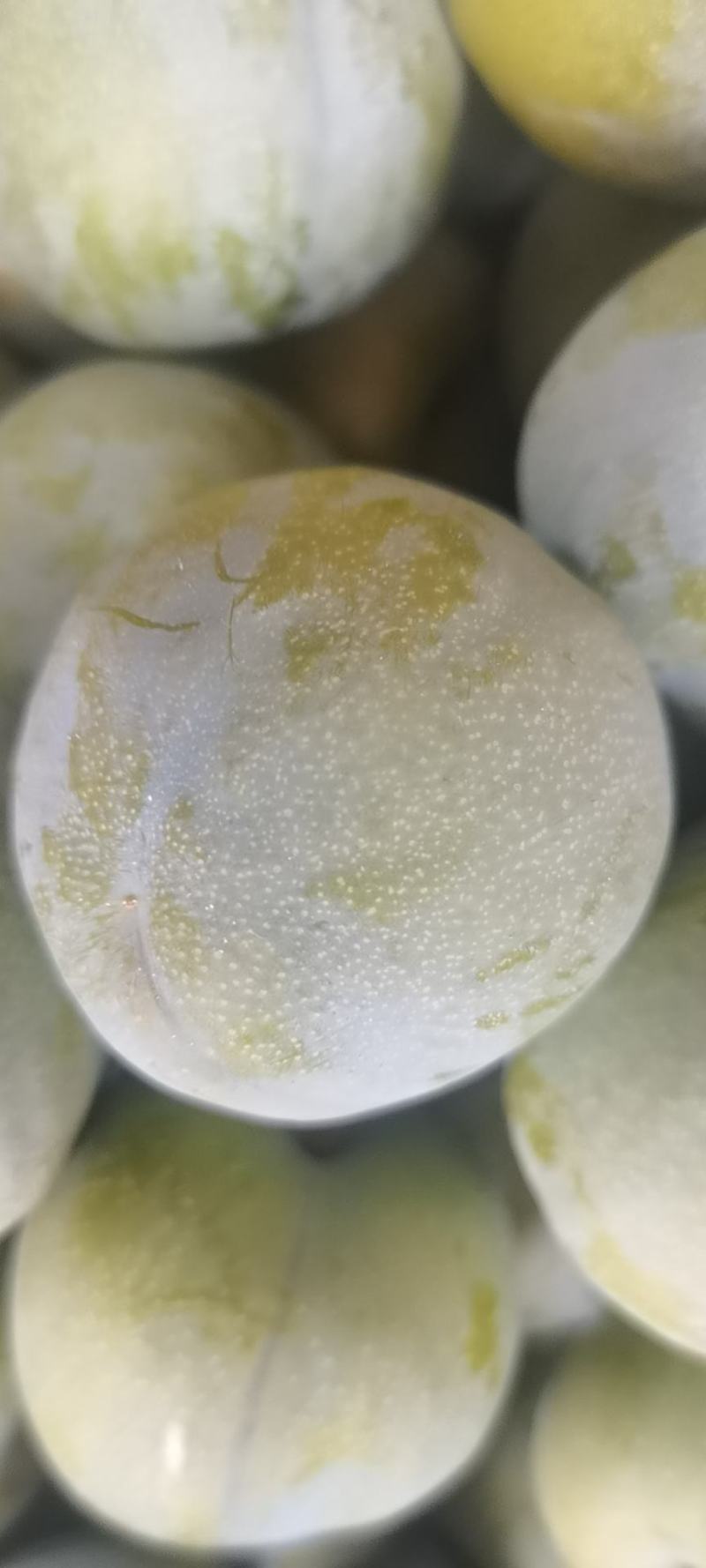 巫山晚熟青脆李脆甜多汁个大果型漂亮
