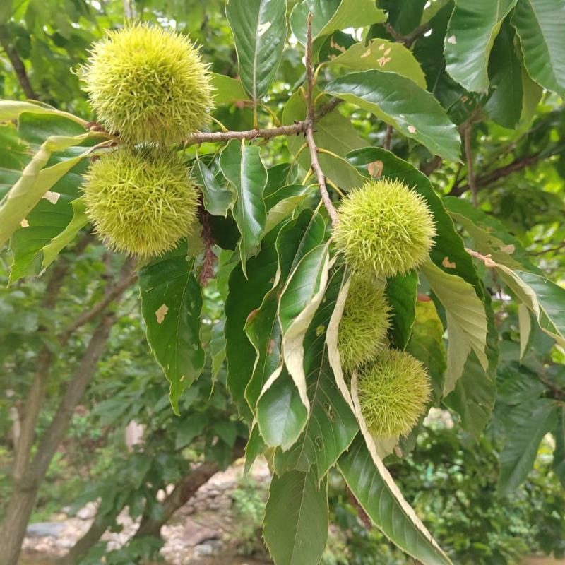 金寨板栗大量上市，需要板栗米，刺球的欢迎骚扰，谢谢