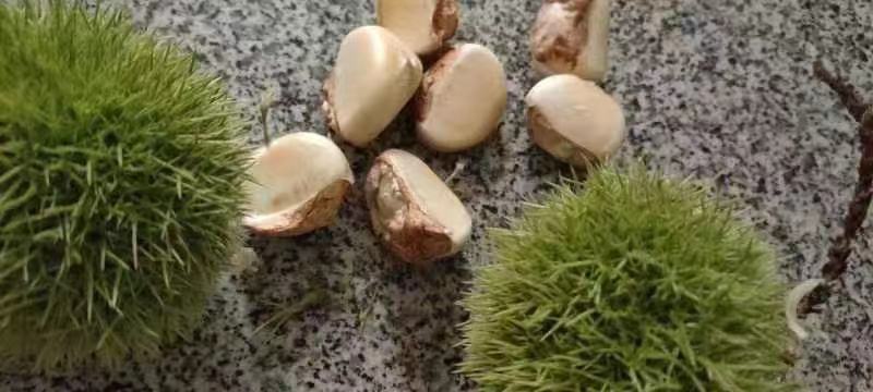 金寨板栗大量上市，需要板栗米，刺球的欢迎骚扰，谢谢