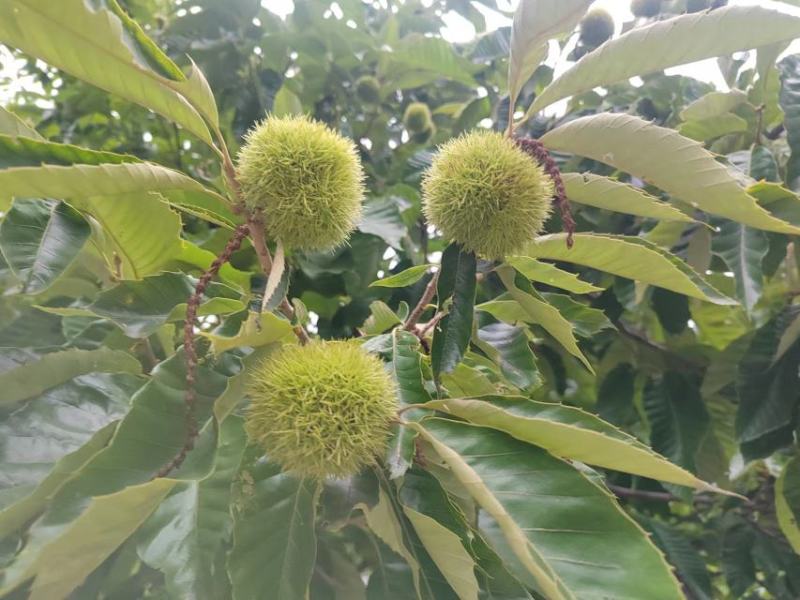 金寨板栗大量上市，需要板栗米，刺球的欢迎骚扰，谢谢