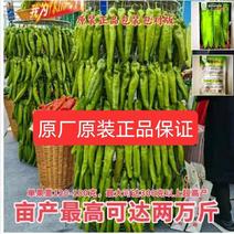 中农179-2早熟高产辣椒种大果型粗牛角椒种子黄绿皮耐热