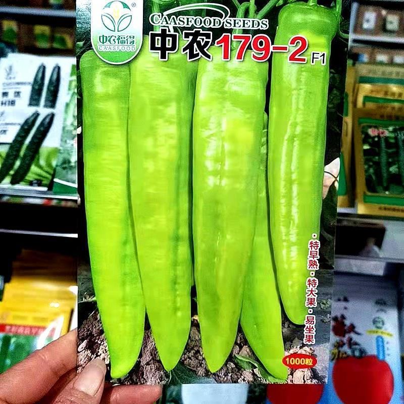 中农179-2早熟高产辣椒种大果型粗牛角椒种子黄绿皮耐热