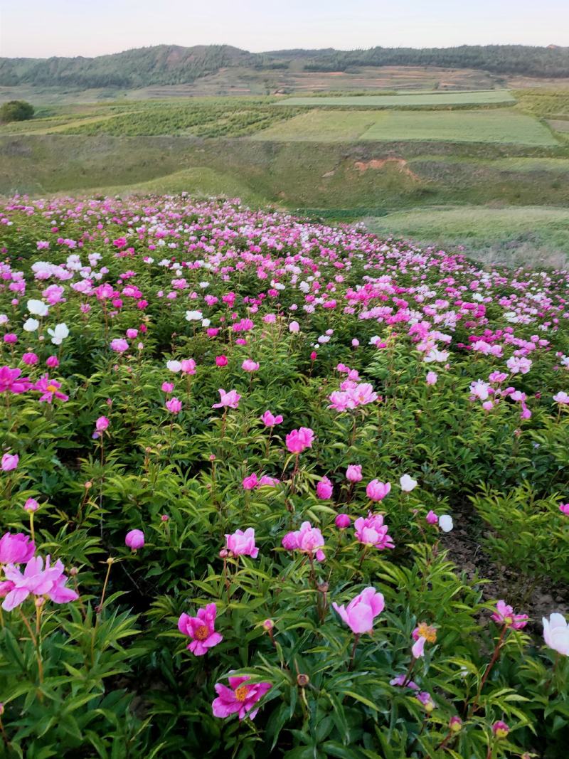 赤芍苗，