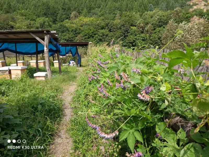 东北长白山老可里湖森林农场自产原蜂蜜