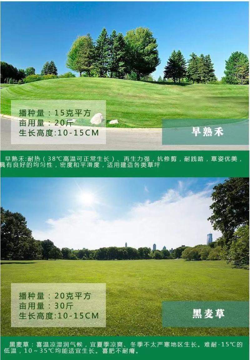进口草坪种子护坡绿化狗牙根草籽草种子矮生耐践踏免修剪