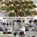 进口草坪种子护坡绿化狗牙根草籽草种子矮生耐践踏免修剪