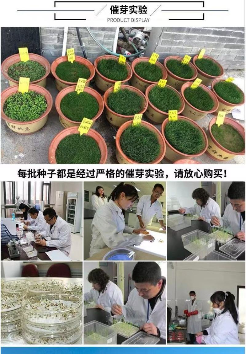 进口草坪种子护坡绿化狗牙根草籽草种子矮生耐践踏免修剪